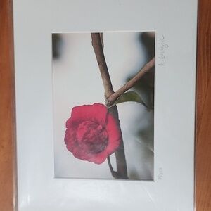 Camellia Peace Print by Hazel Berger 2011